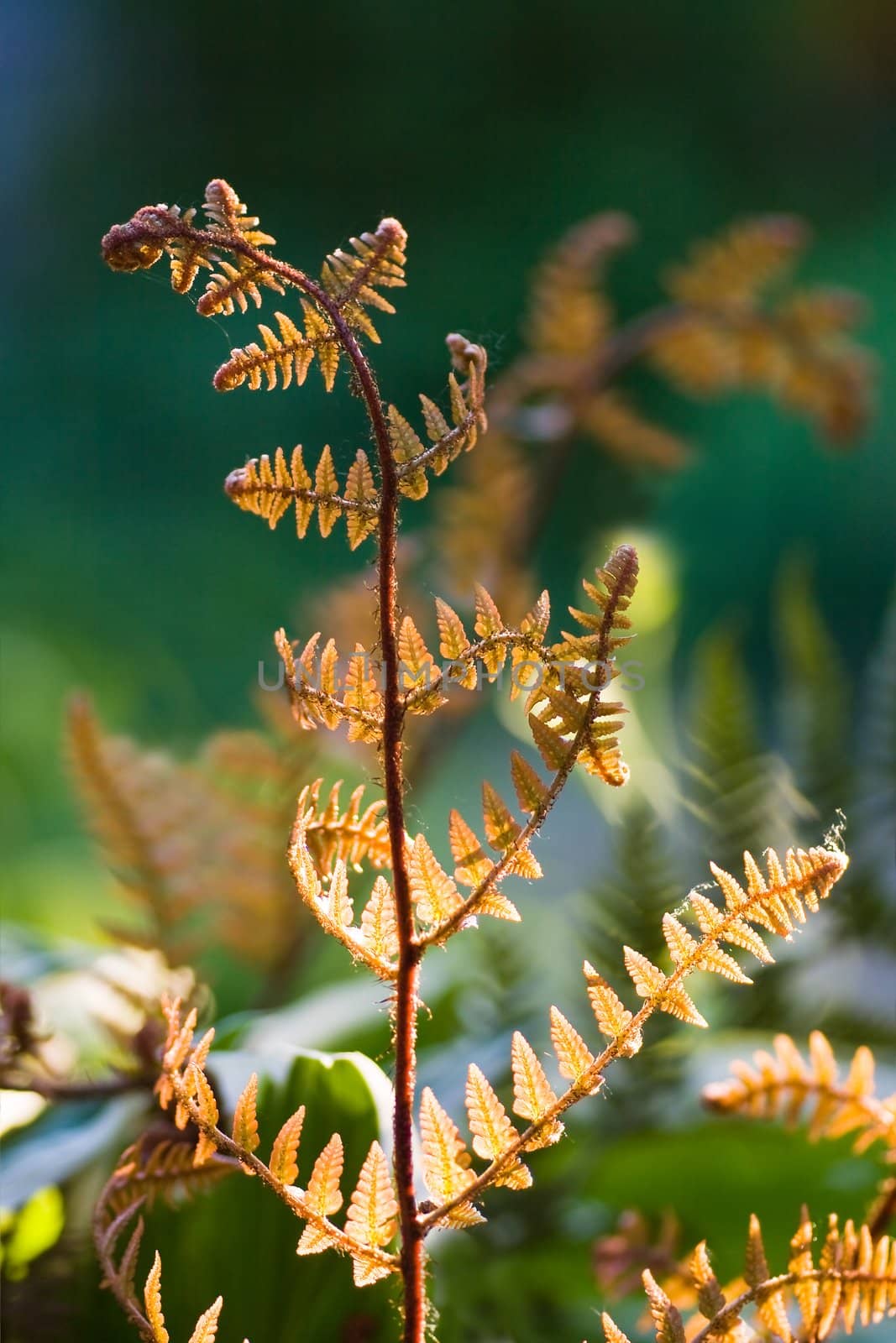Young bronze-coloured leaf on fern at sunset in spring-shallow dof-vertical image