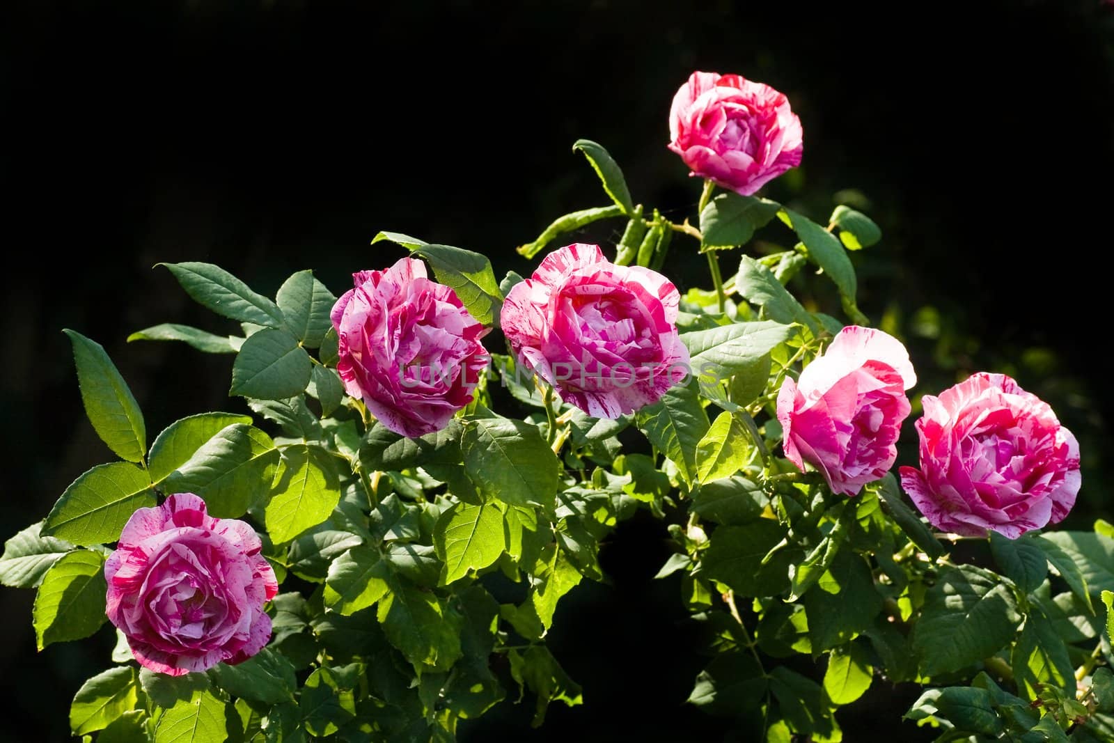 Branch with very scented historic roses "Ferdinand Picard" - white, pink and red striped roses in evening sunshine - horizontal image