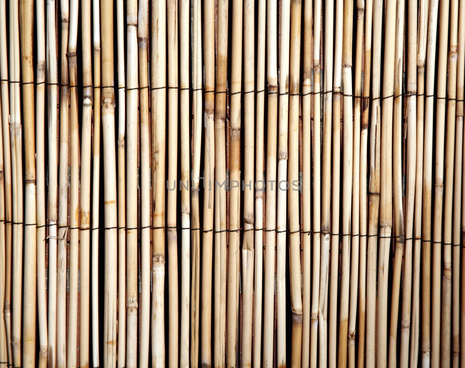 Light bamboo pattern background by scrappinstacy