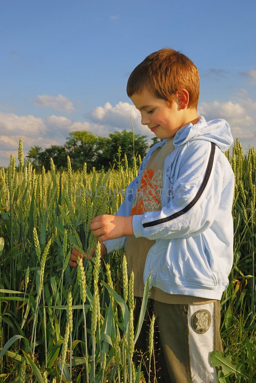 A boy standing in a field at sunset, holding wheat in a hand and looking at it. 