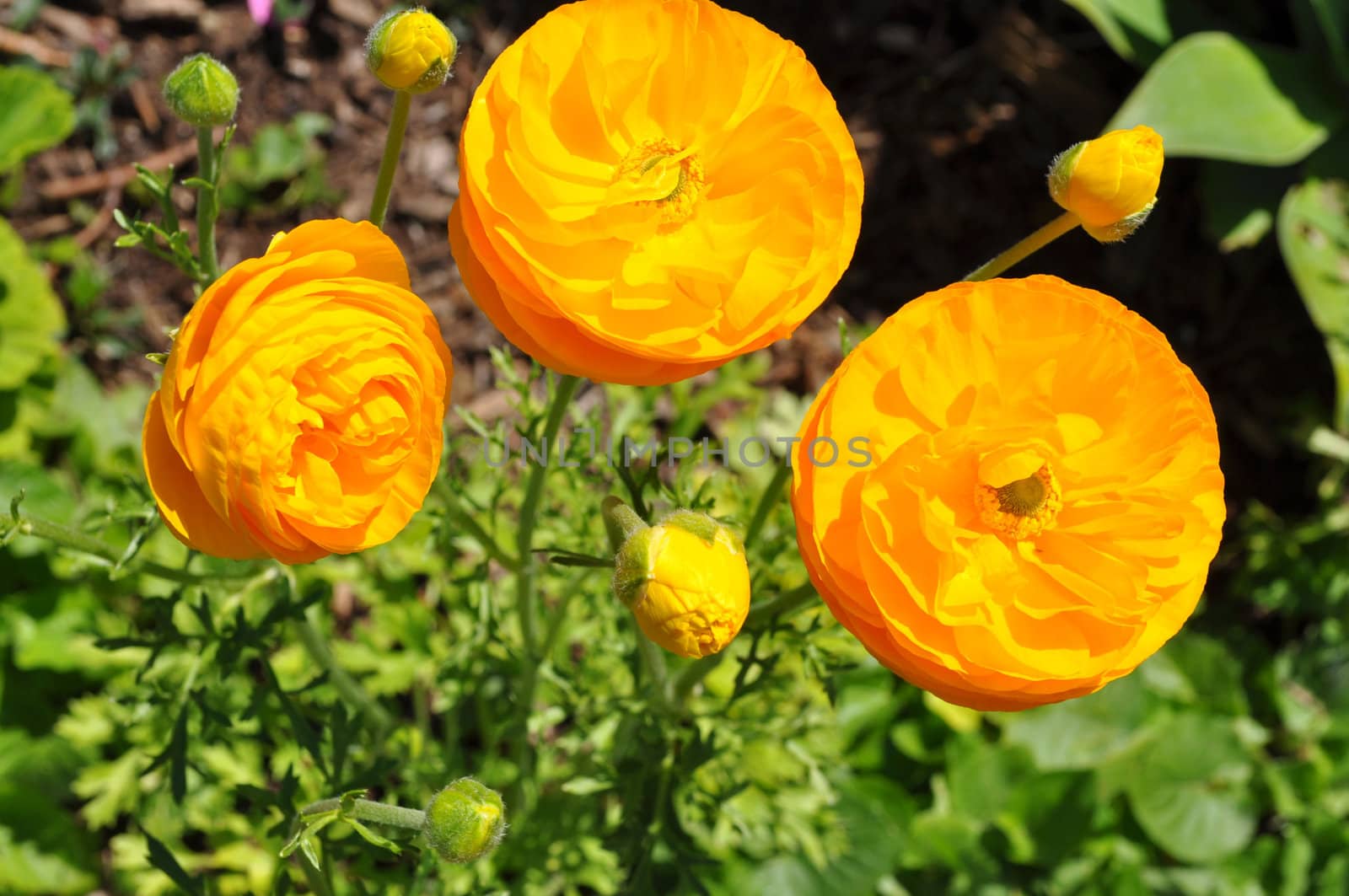 Bright yellow poppy flowers