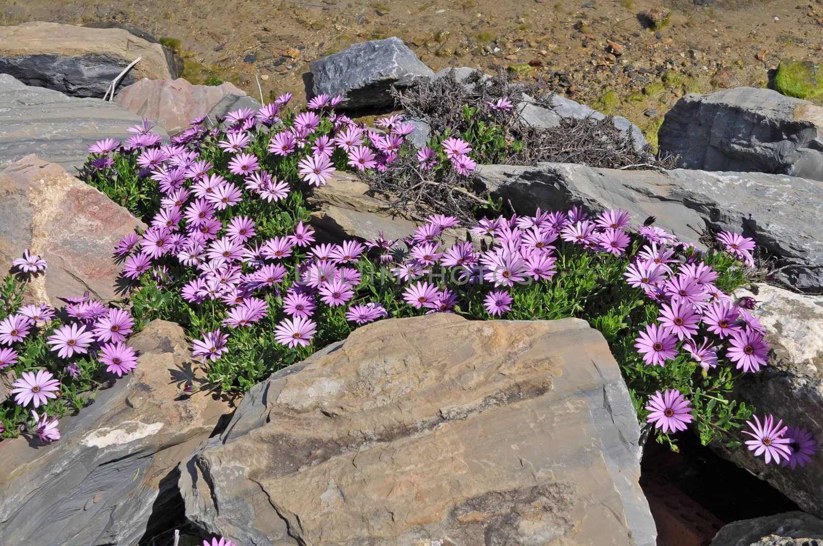 Violet spring flowers on the stone