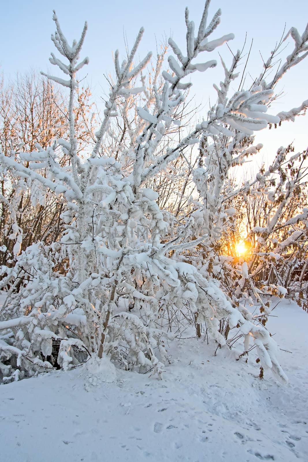 snow and sun by zhannaprokopeva