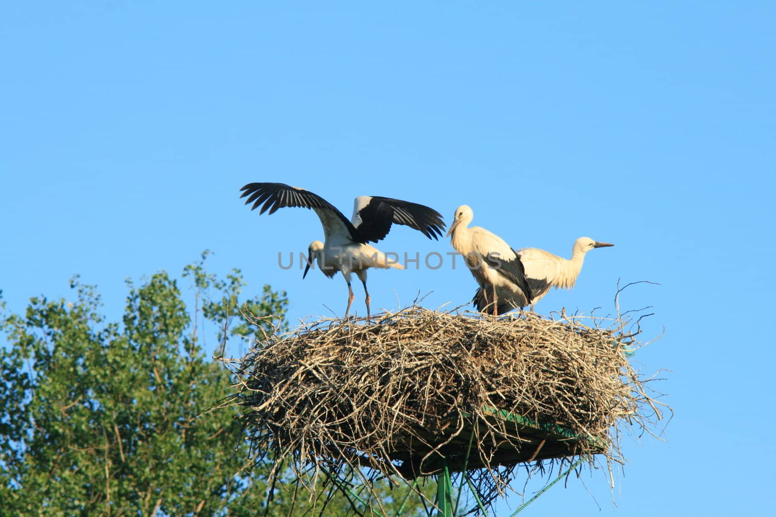 A stork flying away from the nest