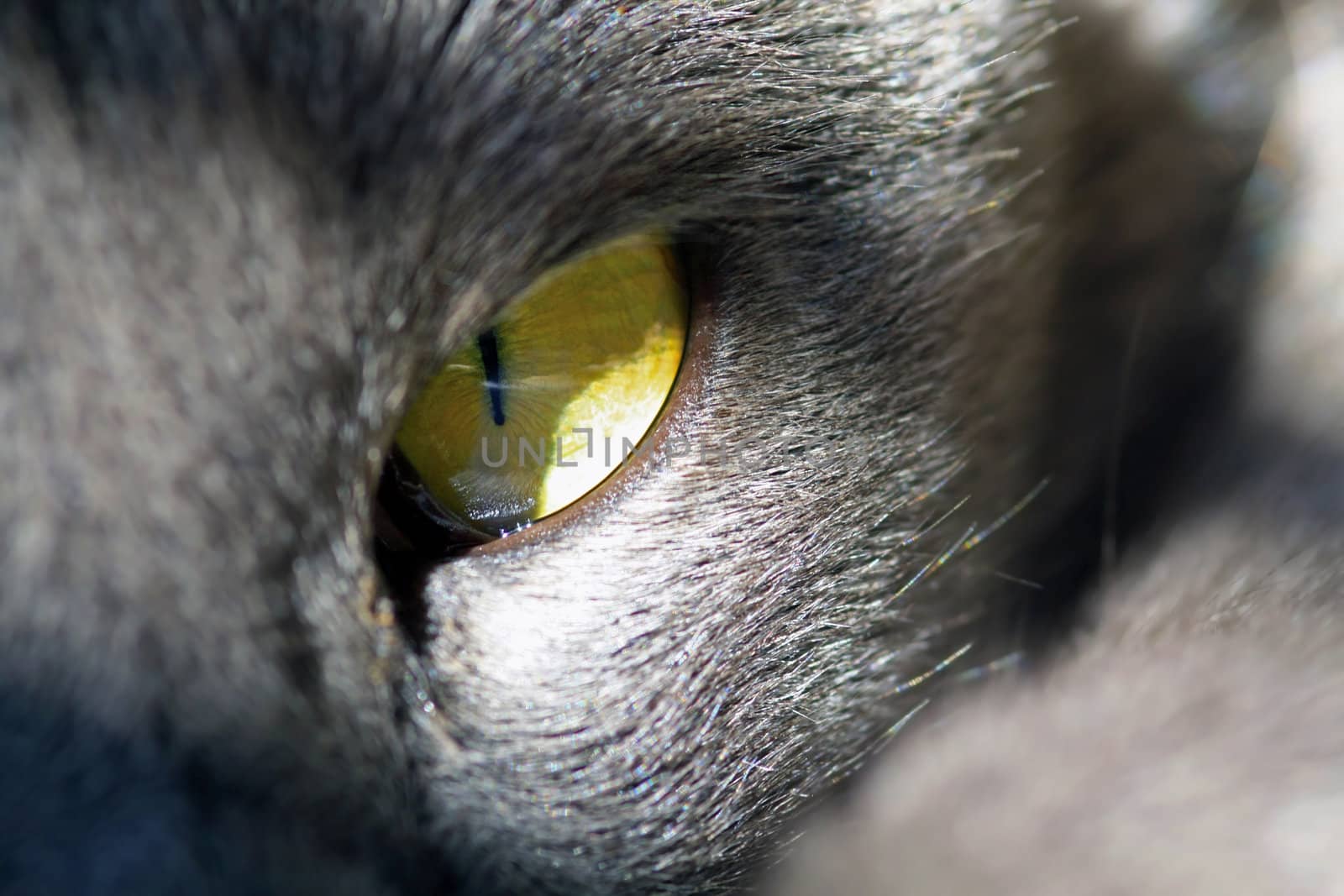 Cat's eye by ChrisAlleaume