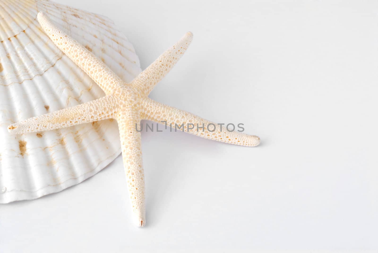 starfish and shells