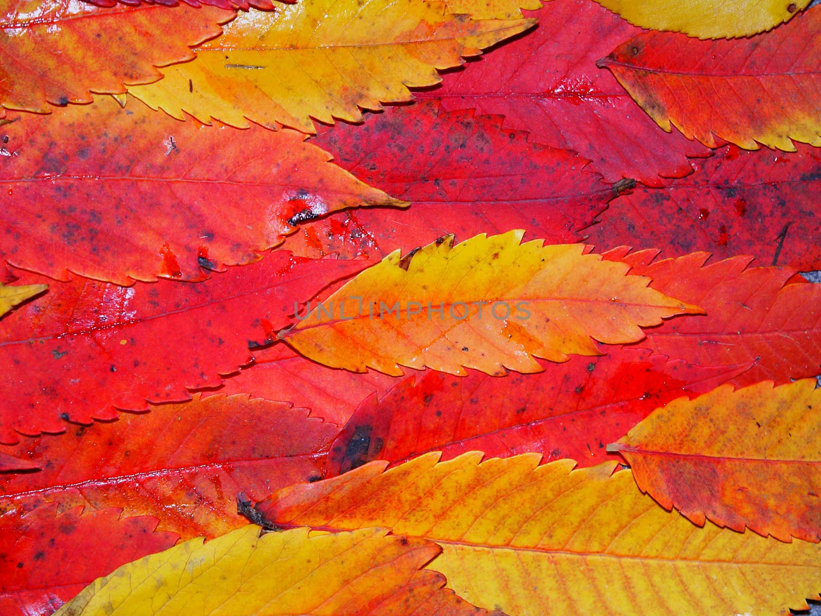 Fall Color Background by Wirepec