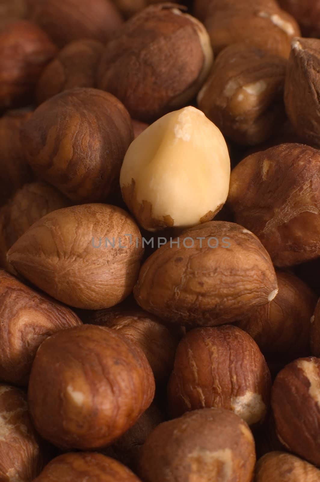 multiple filbert nuts background, one nut is different