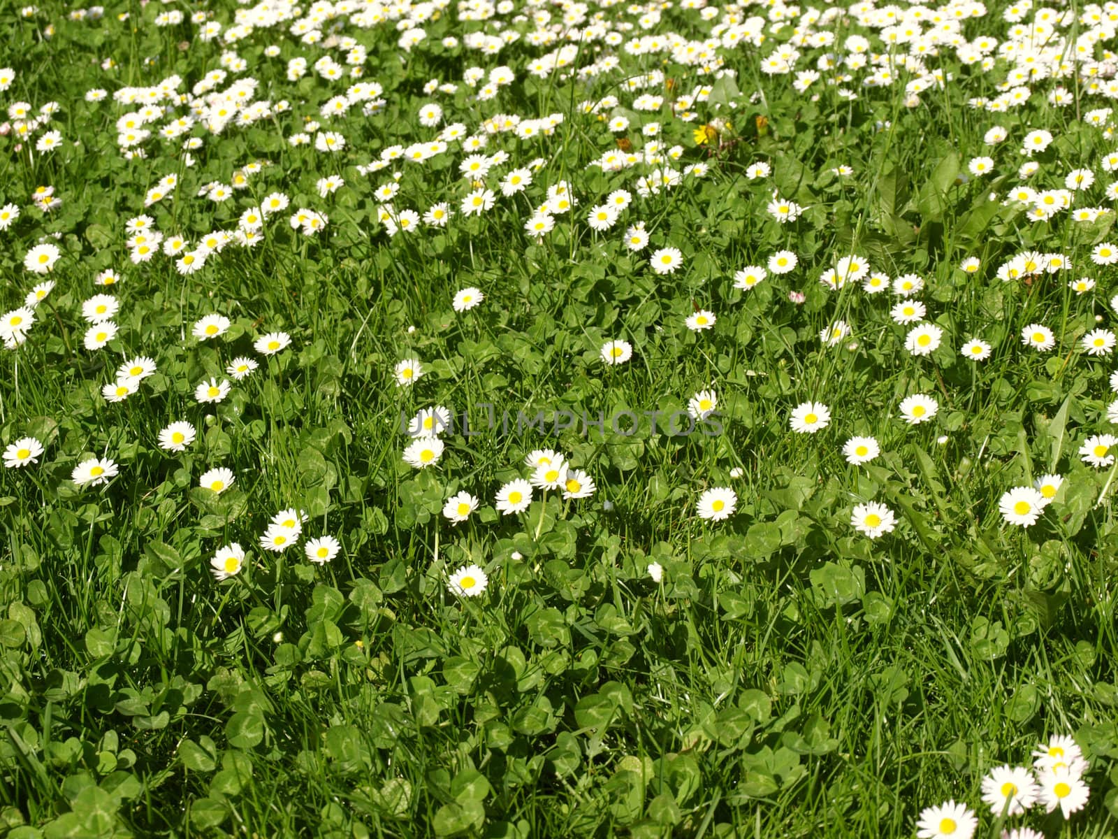 Green meadow or lawn with daisies useful as a grass background