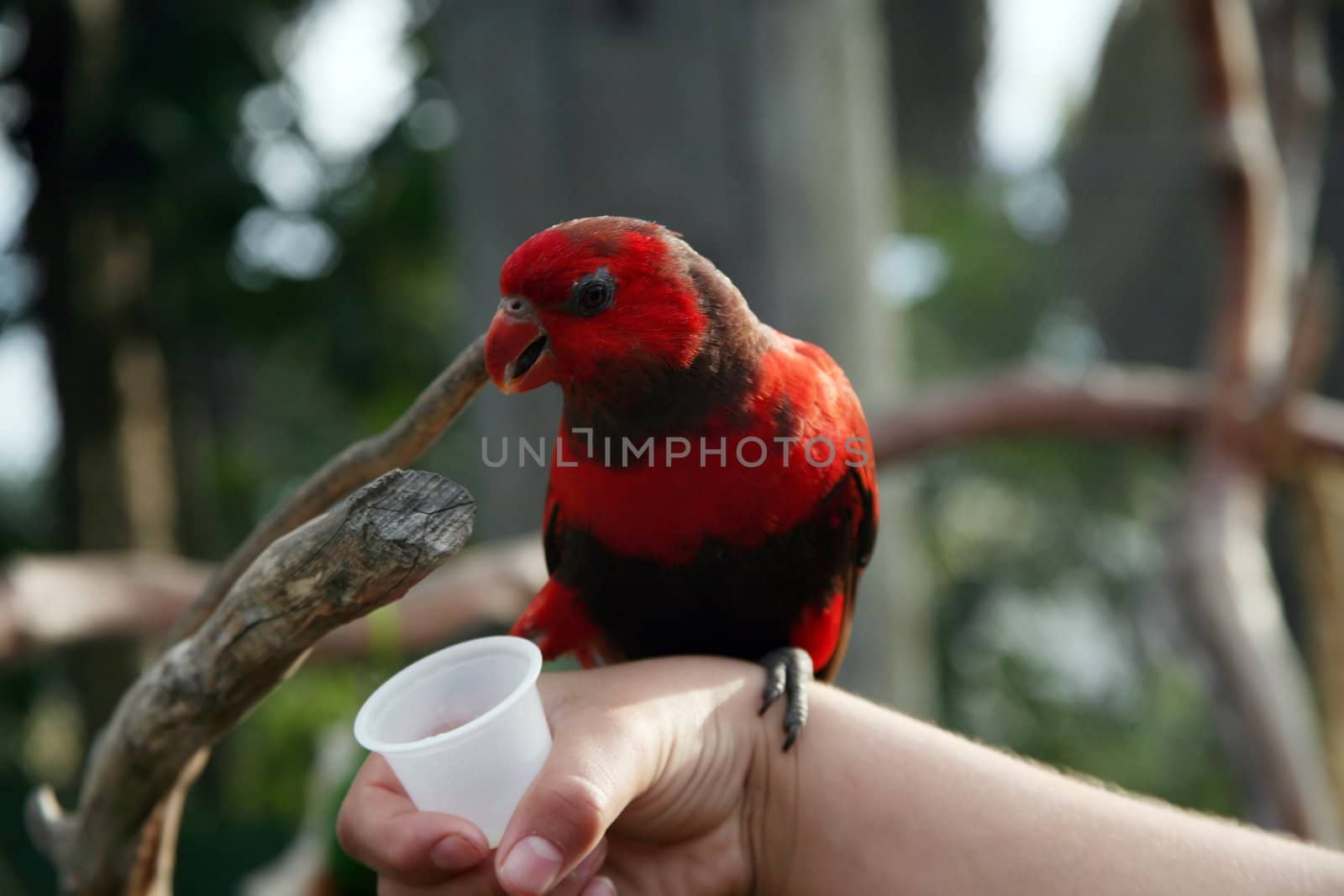 Beautiful red and brown lorikeet perched on an arm