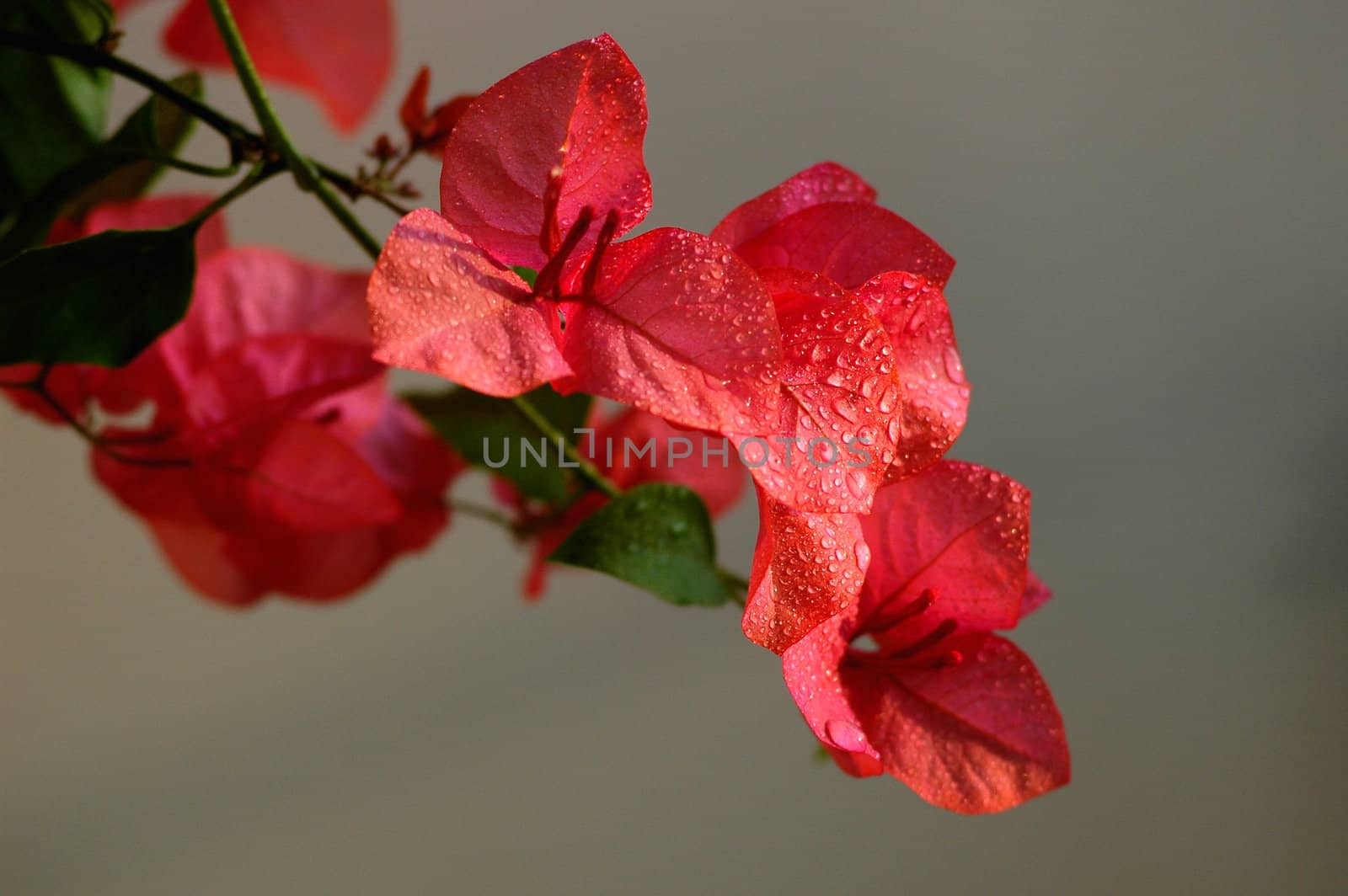 Blooming red bougainvillea spectabilis wind with dewdrops in the morning