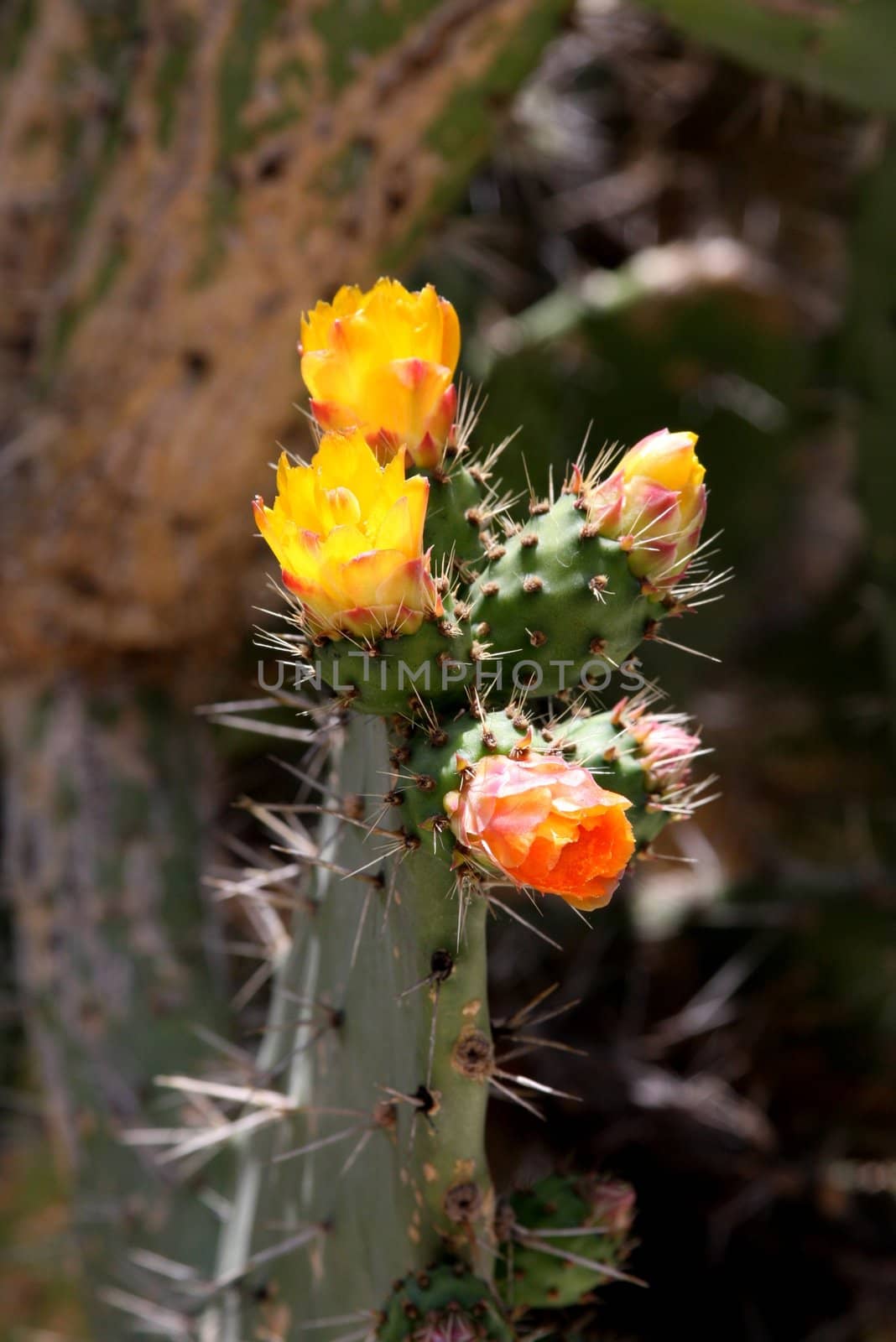 Blooming cactus plant with yellow and orange colors