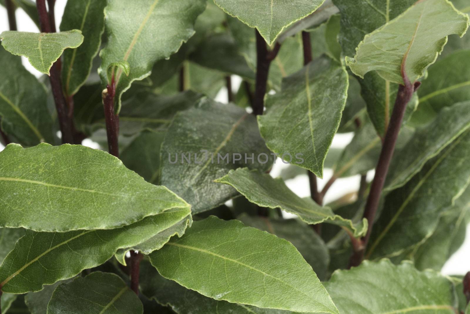 Closeup of green laurel leaves on a laurel bush