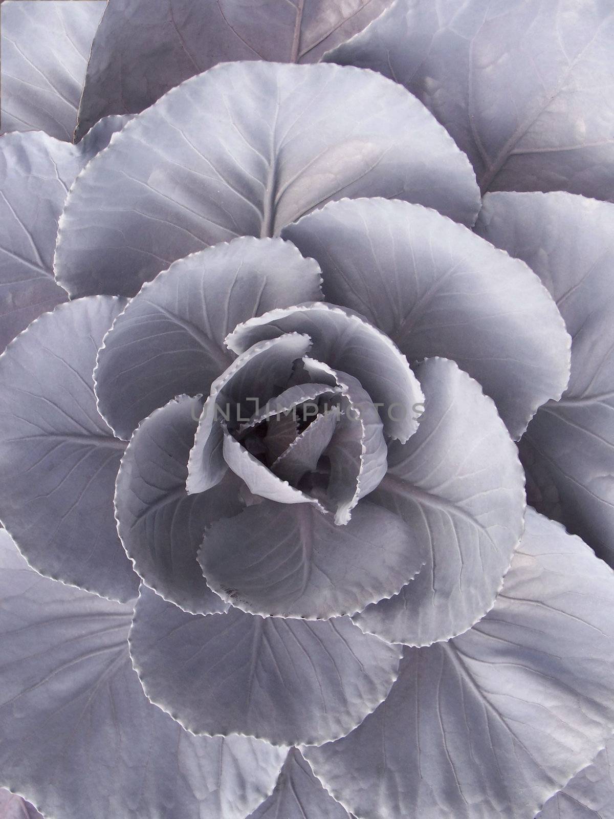 Closeup of a red cabbage - outdoor shot