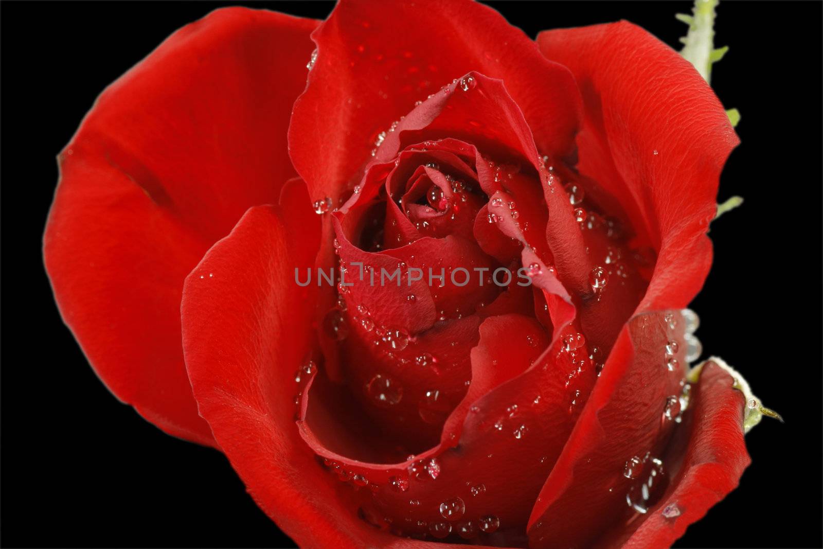Closeup of a red rose - isolated on black background