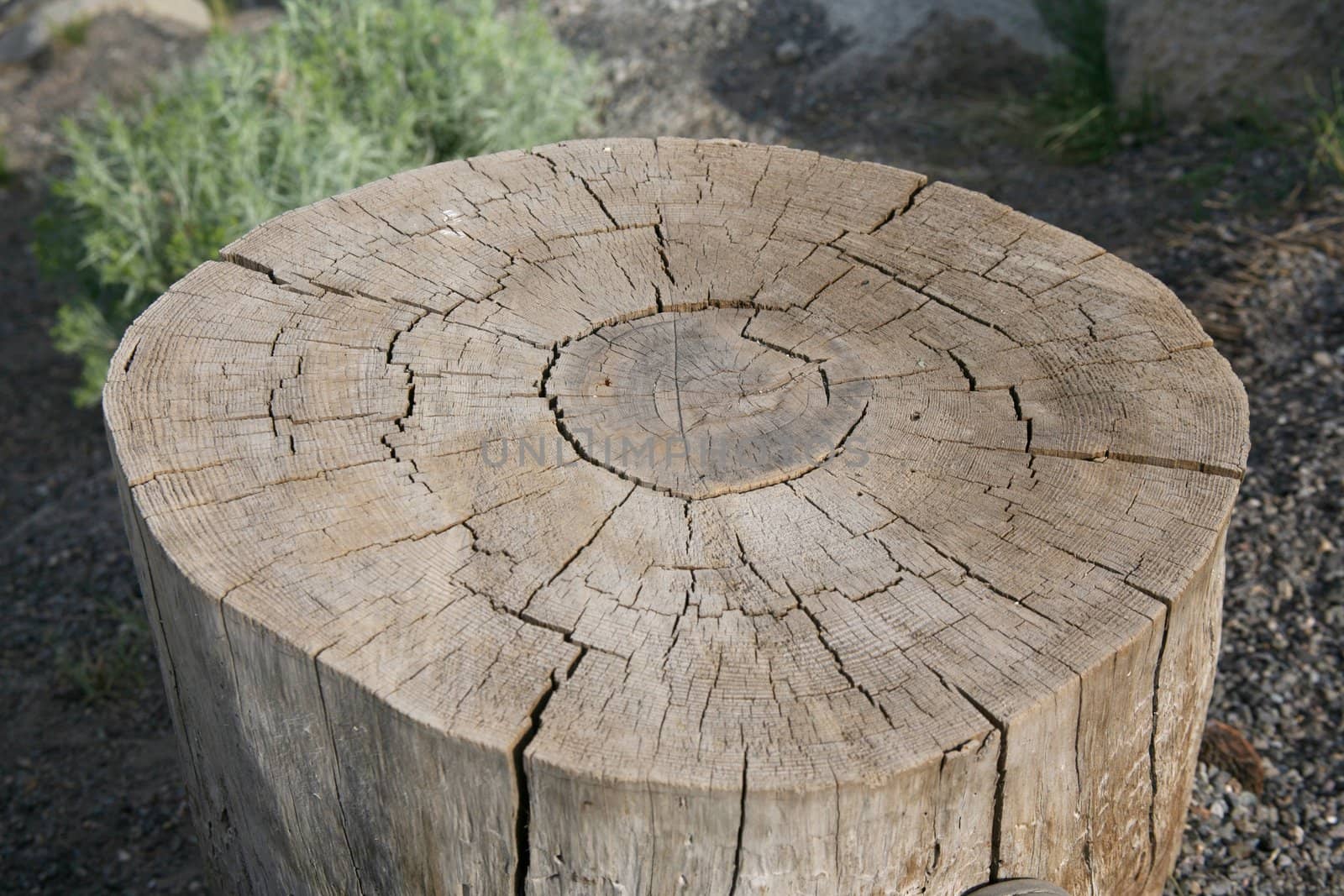 Log cut off even and showing the rings