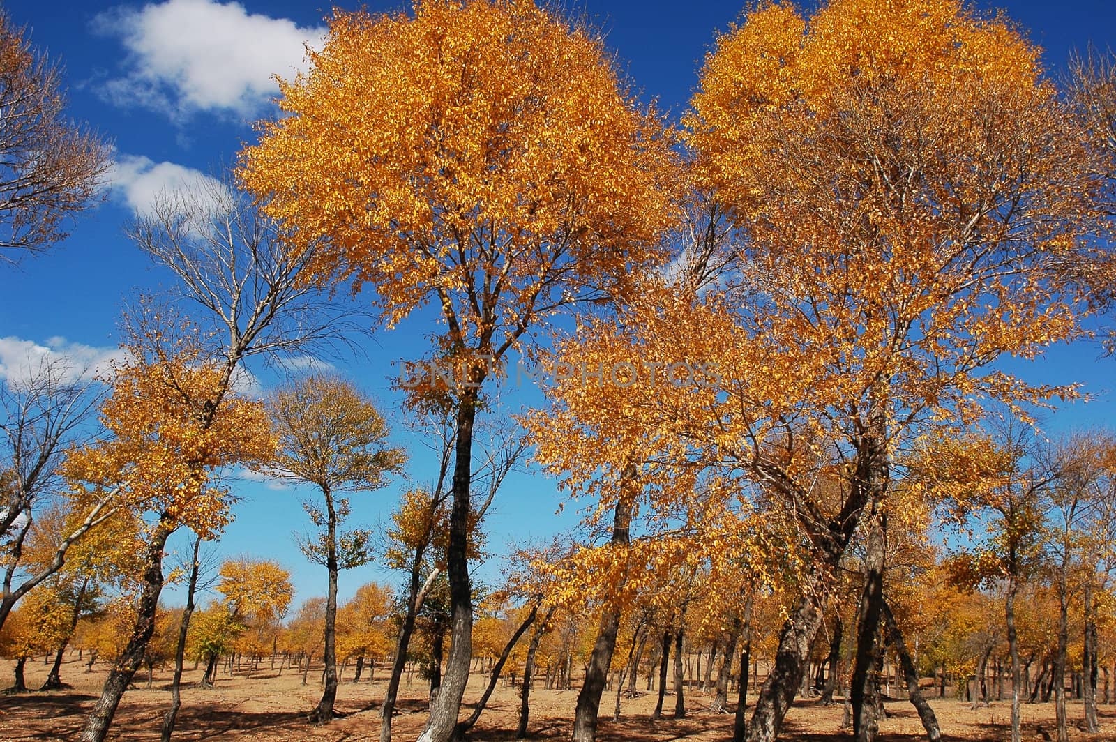 Landscape of golden trees with blue skies as backgrounds in autumn
