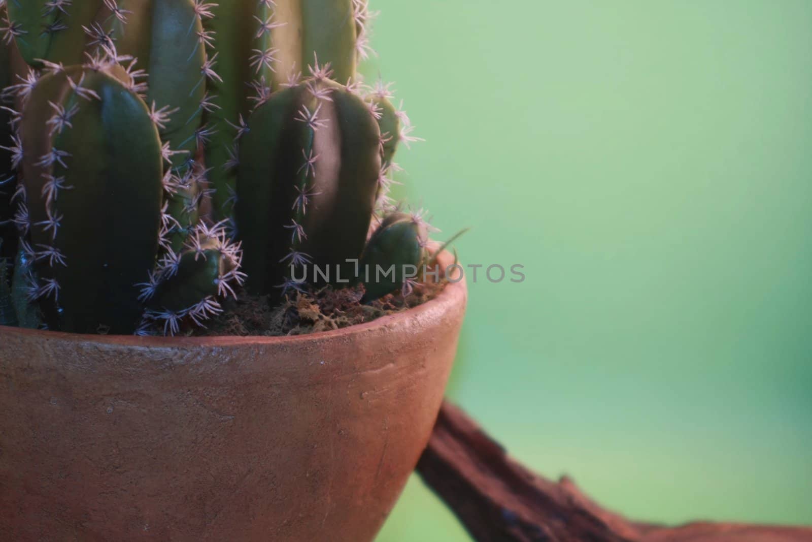 Southwest thorny cactus in terra cotta pot next to brown branch against green background.