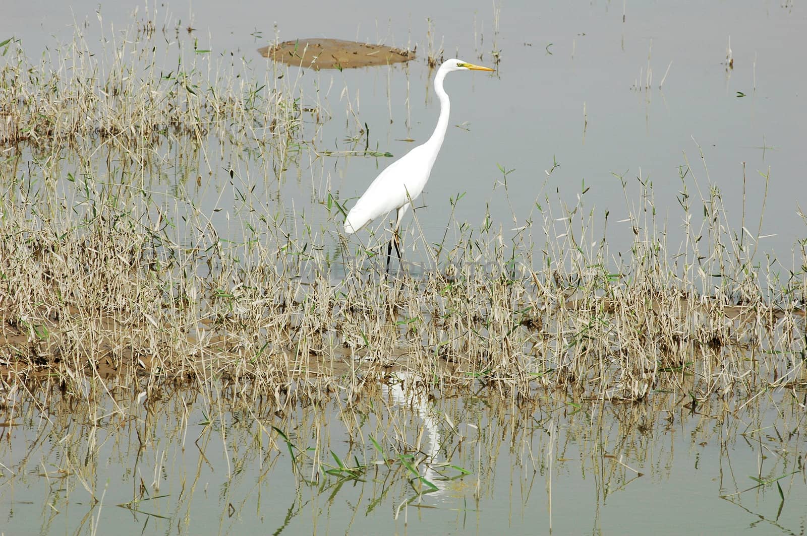 Scenery of a white heron bird at a lake
