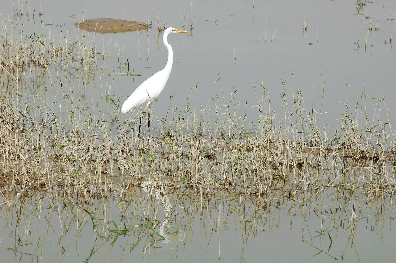 Scenery of a white heron bird at a lake