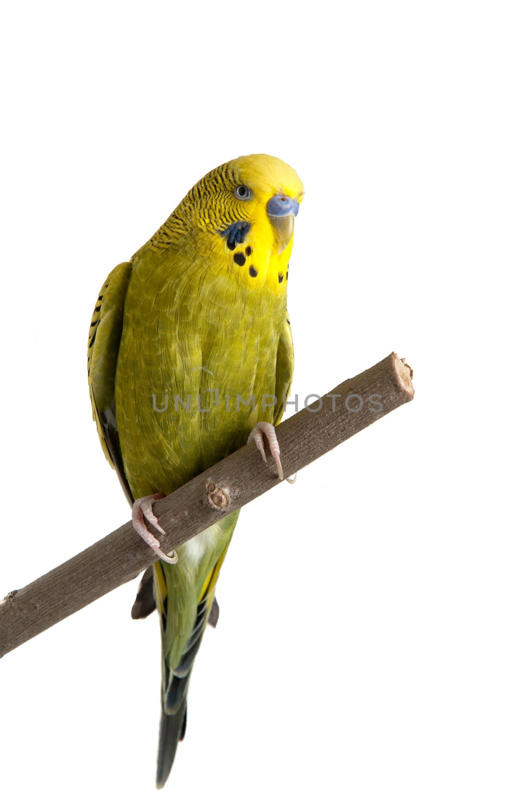A green tame green budgie sitting on a branch