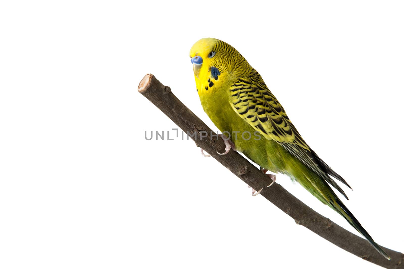 A green tame green budgie sitting on a branch