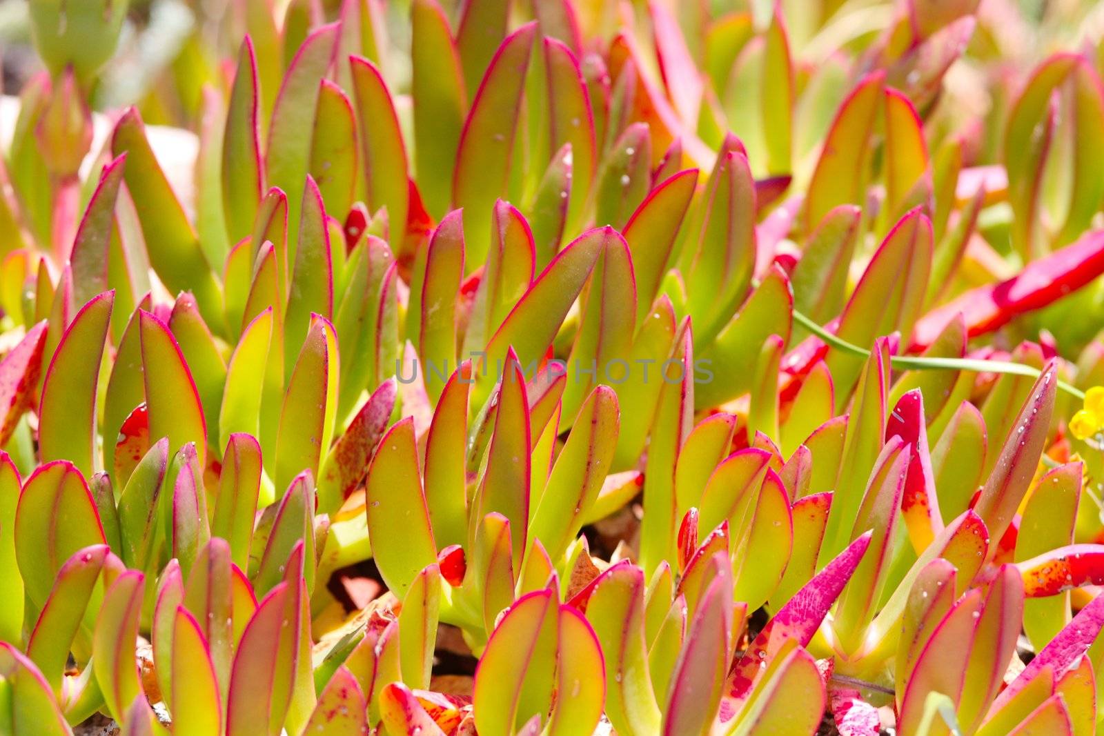  Close-up of fresh green plants
