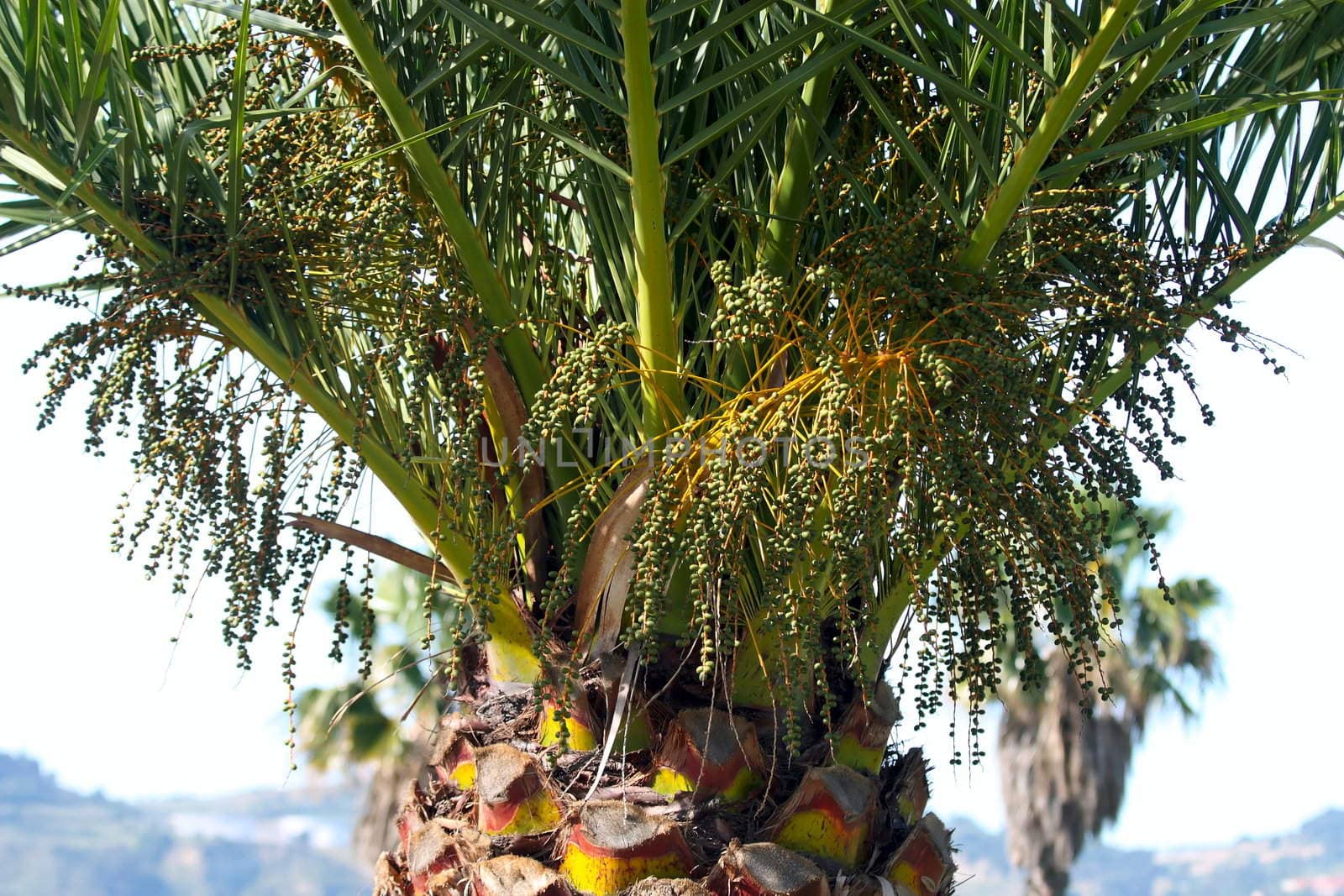 Palm tree detail