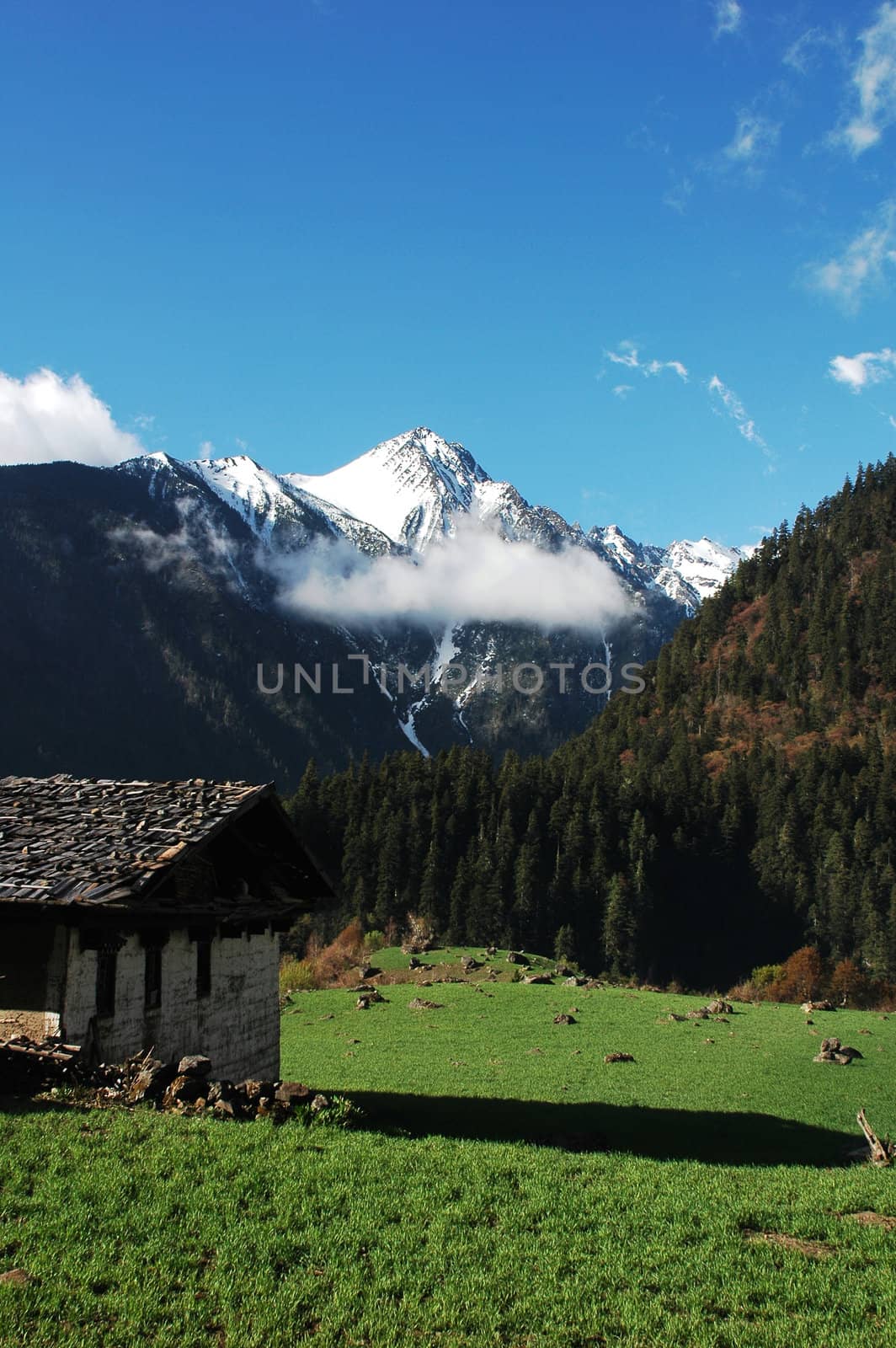Landscape of snow mountains and green meadow in Shangrila China