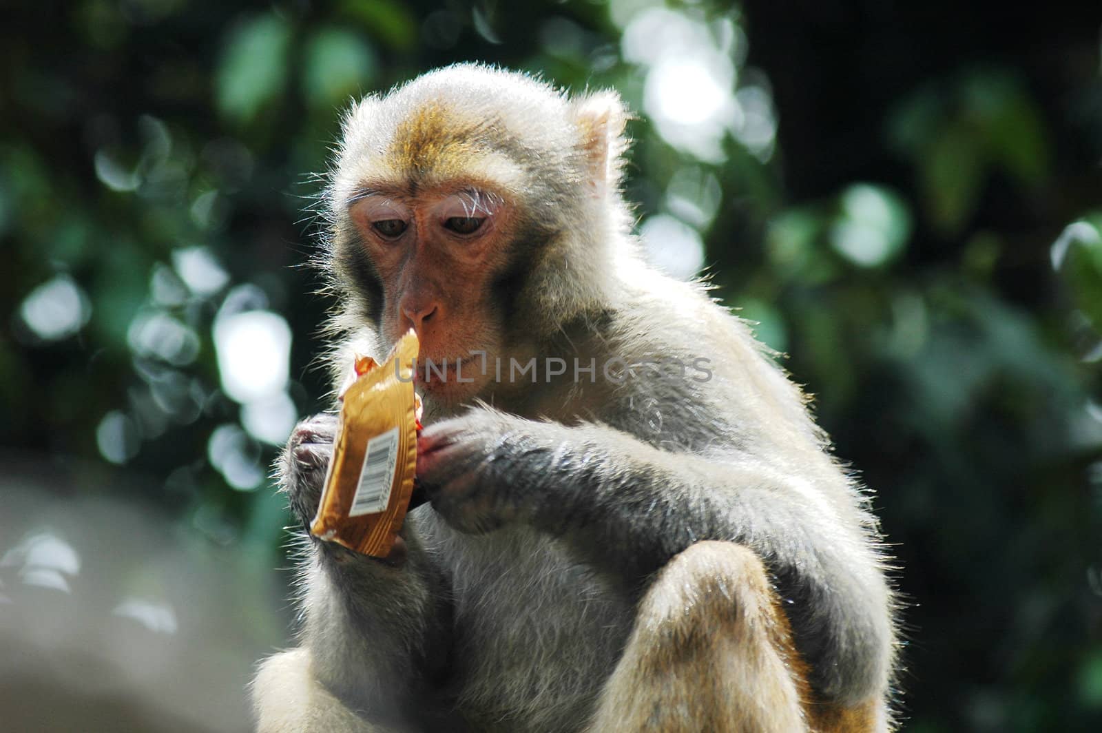 Portrait of a monkey eating chocolate in a park