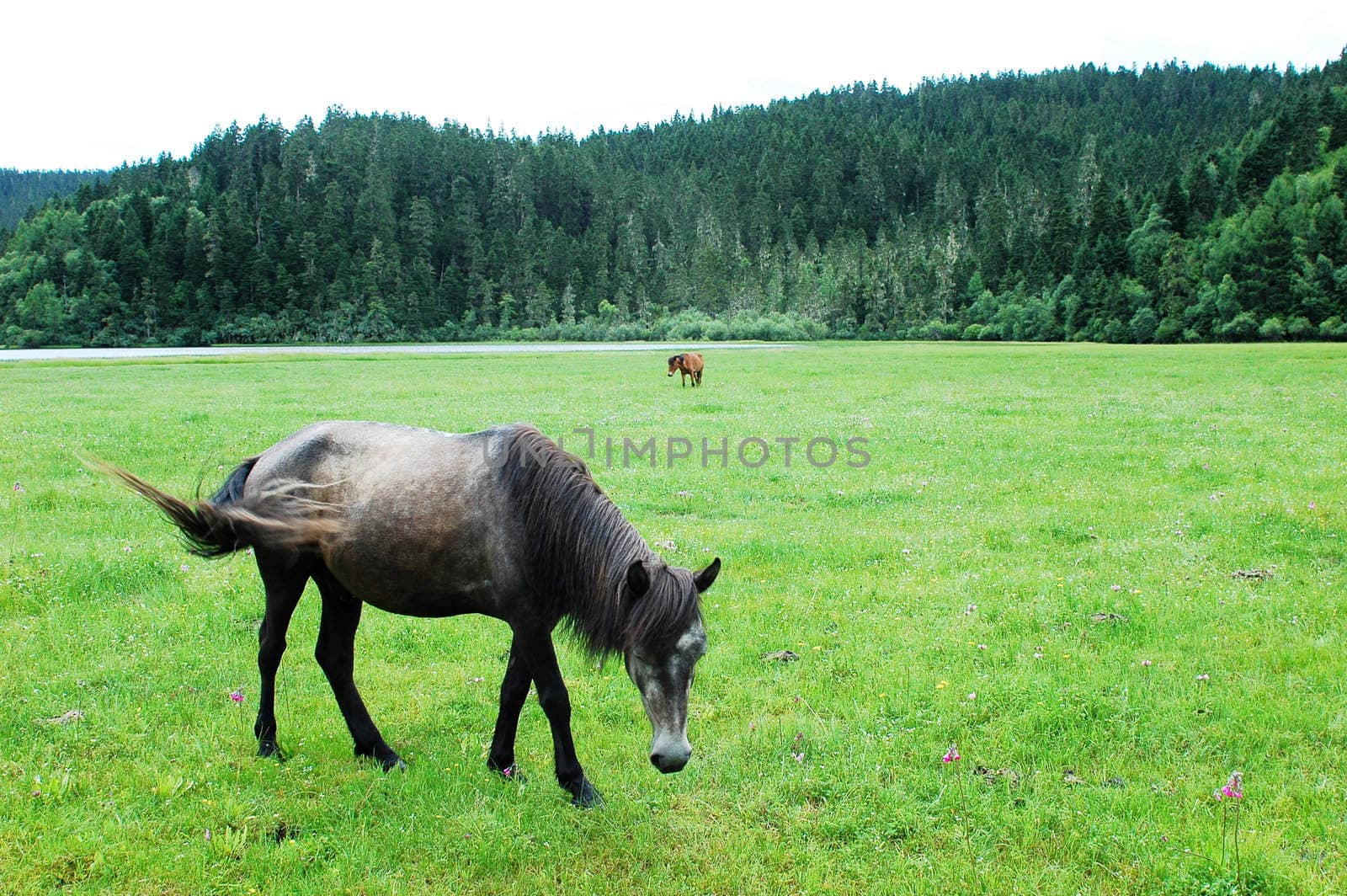 Landscape of a horse on the green meadow