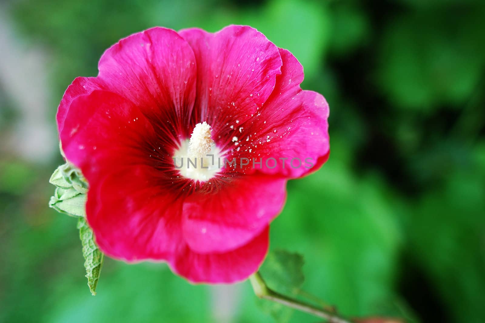 Closeup view of a blooming hibiscus flower