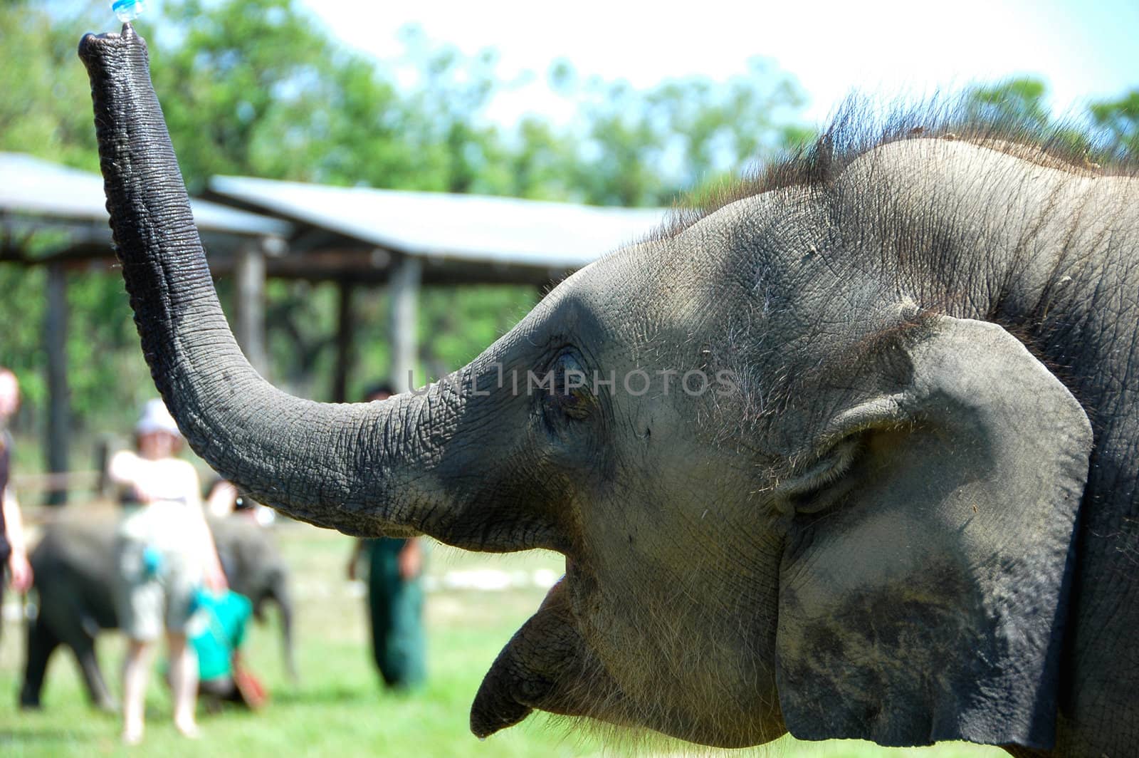 Closeup view of Asian elephant in Nepal
