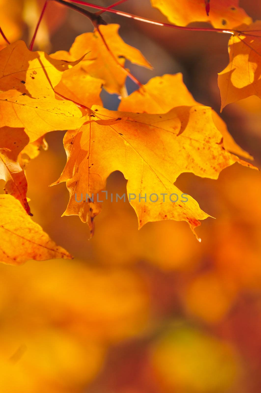 Red and orange fall maple tree leaves