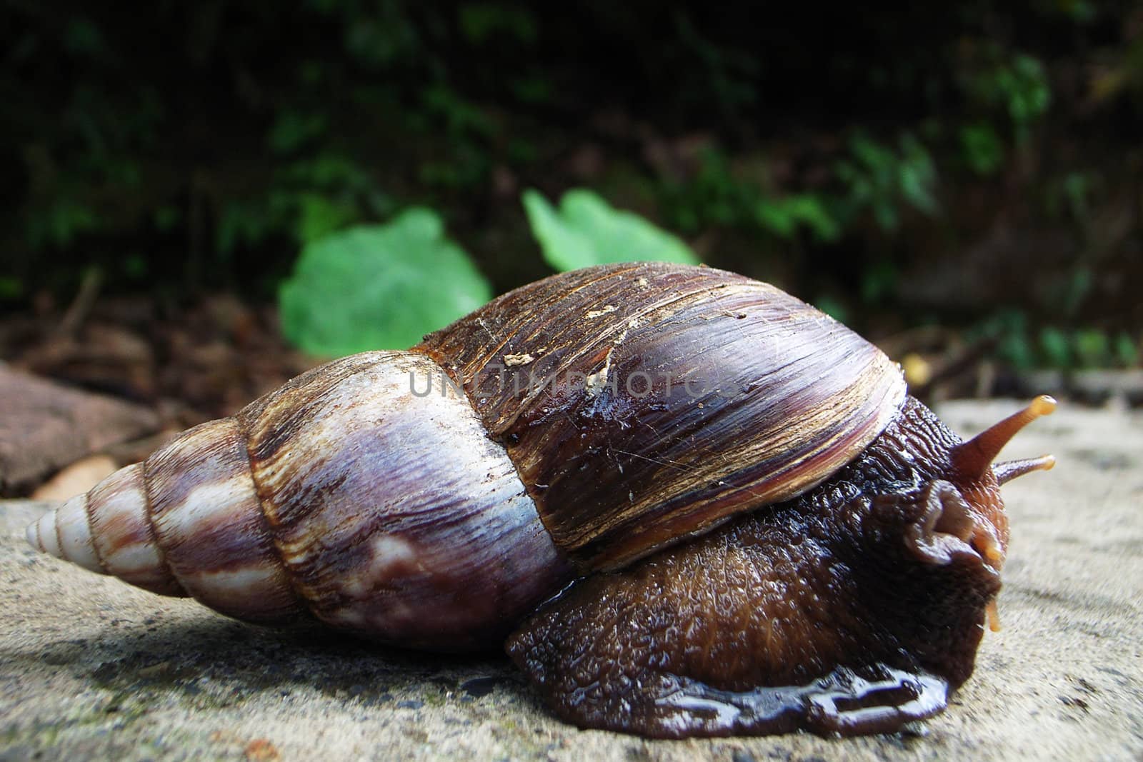 Closeup view of a field snail with shell