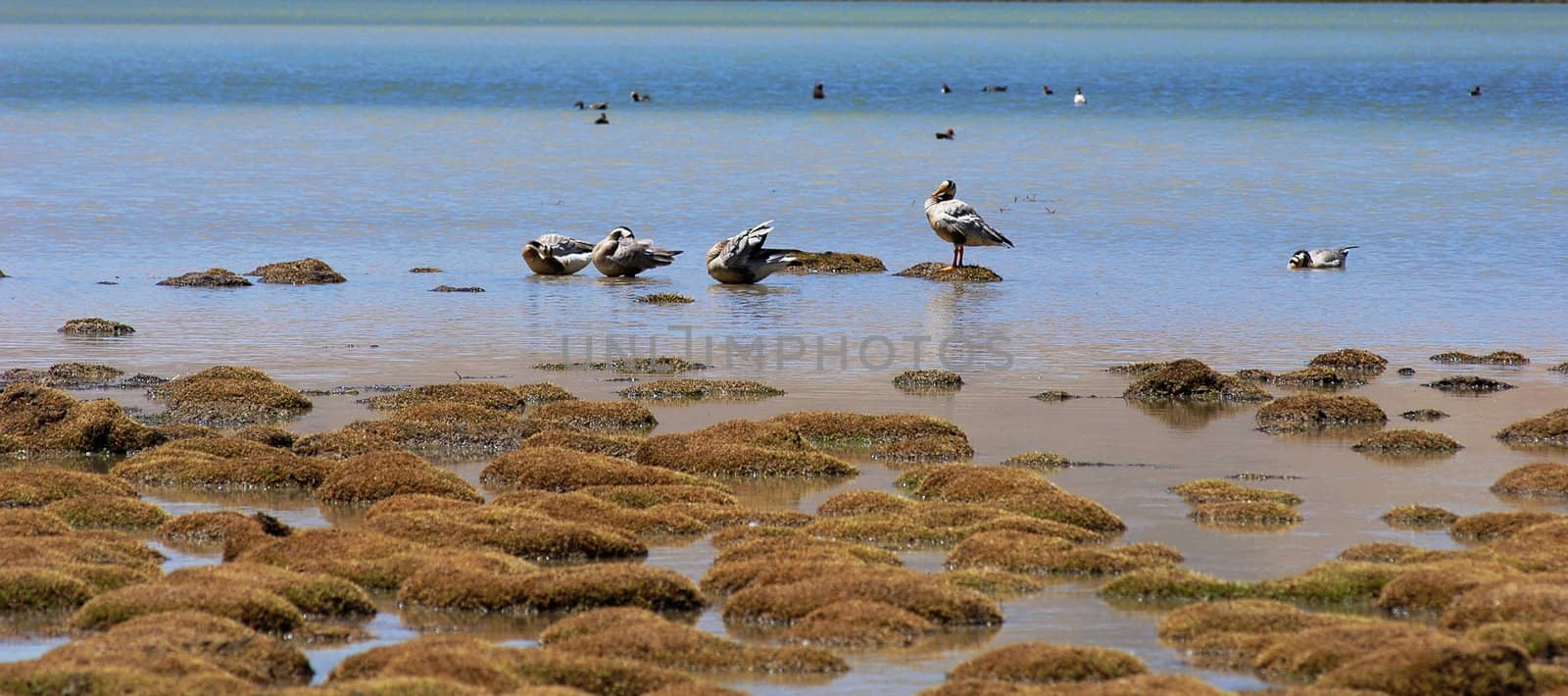 Scenery of wild birds at the lakeside