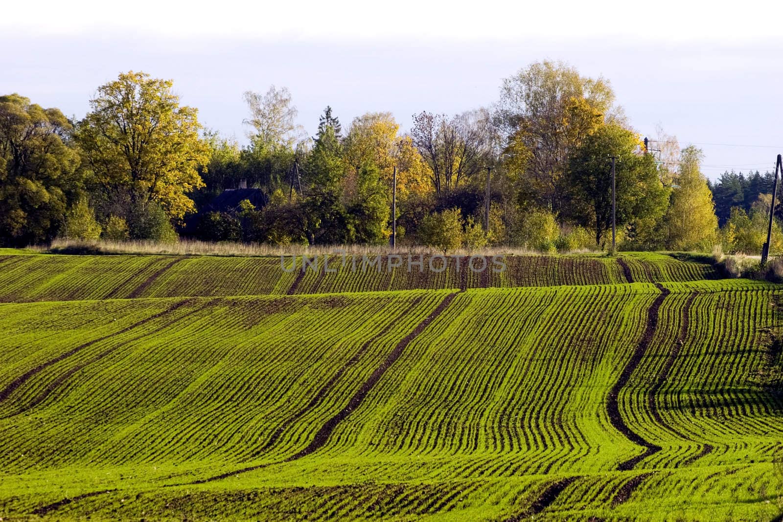 Winter crop field with fresh green seedling lines in autumn