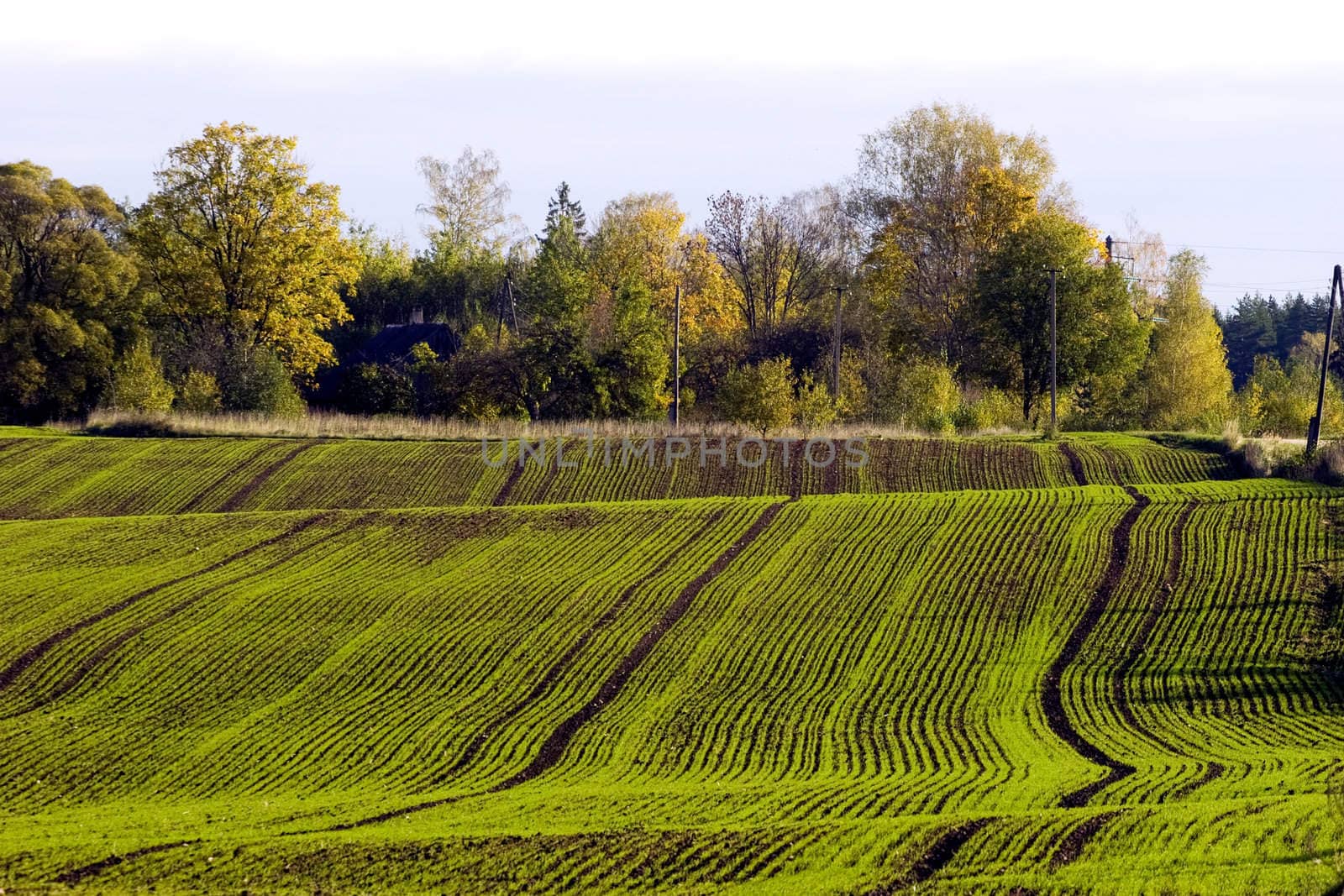 Winter crop field by ints