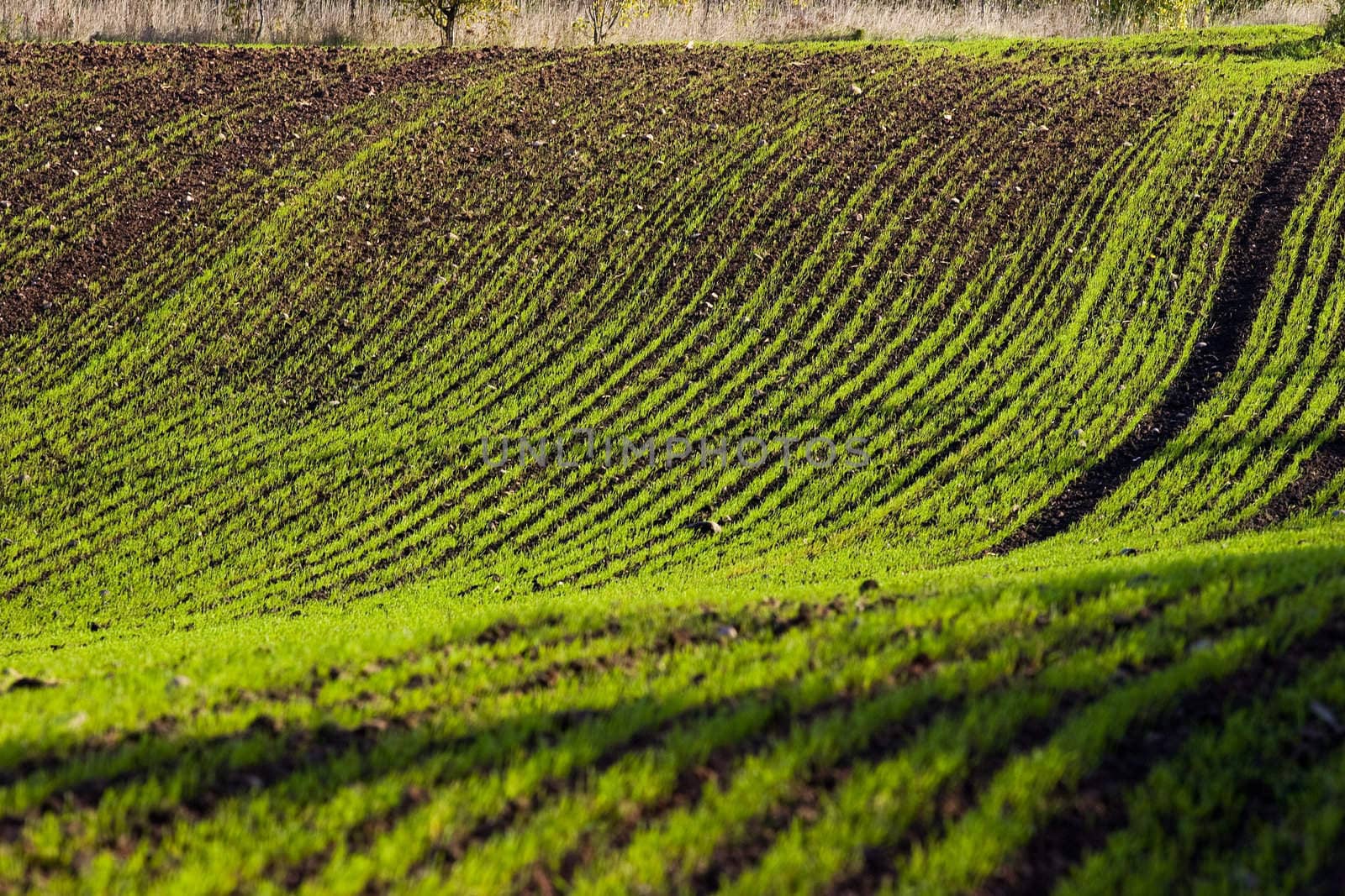 Winter crop field with fresh green seedling lines in autumn