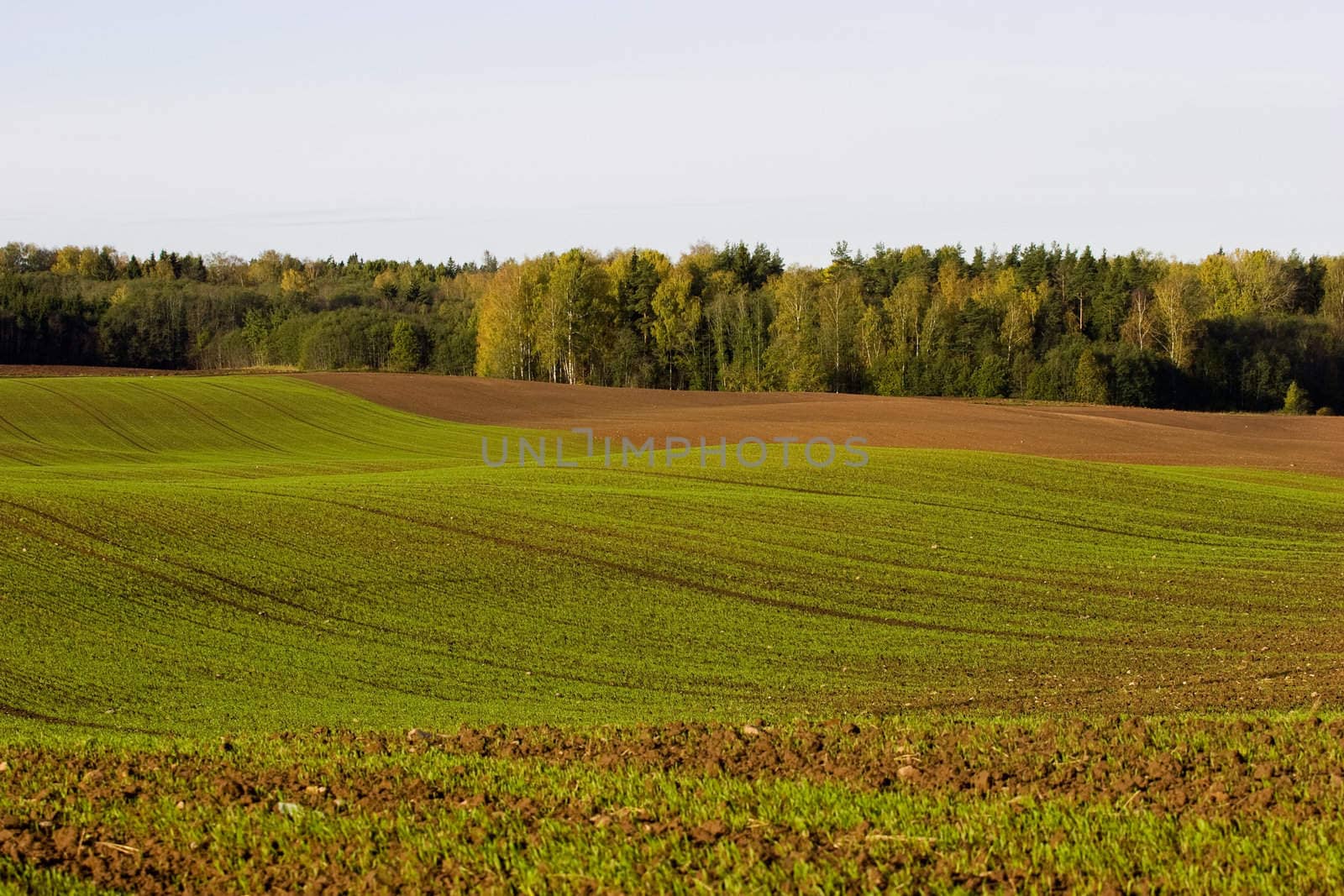 Winter crop field with fresh green seedling lines in autumn