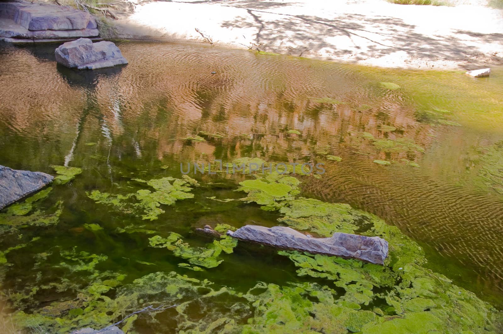 desert pond by edella