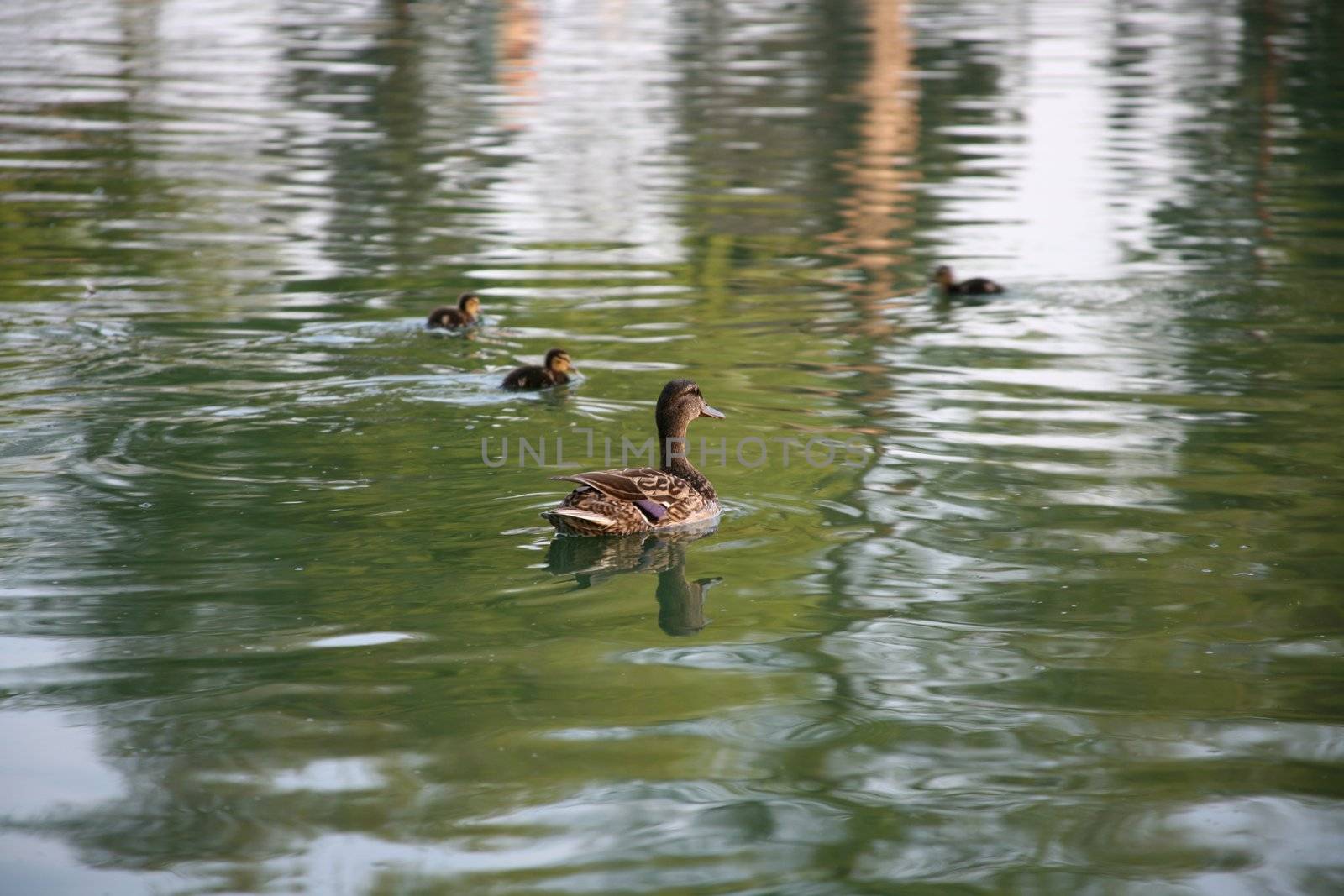 Mother mallard duck with her young ducklings