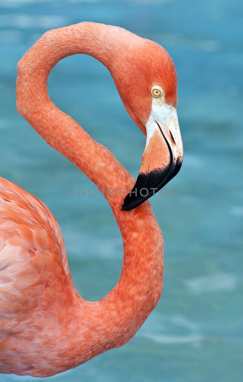 Pink flamingo. by FER737NG