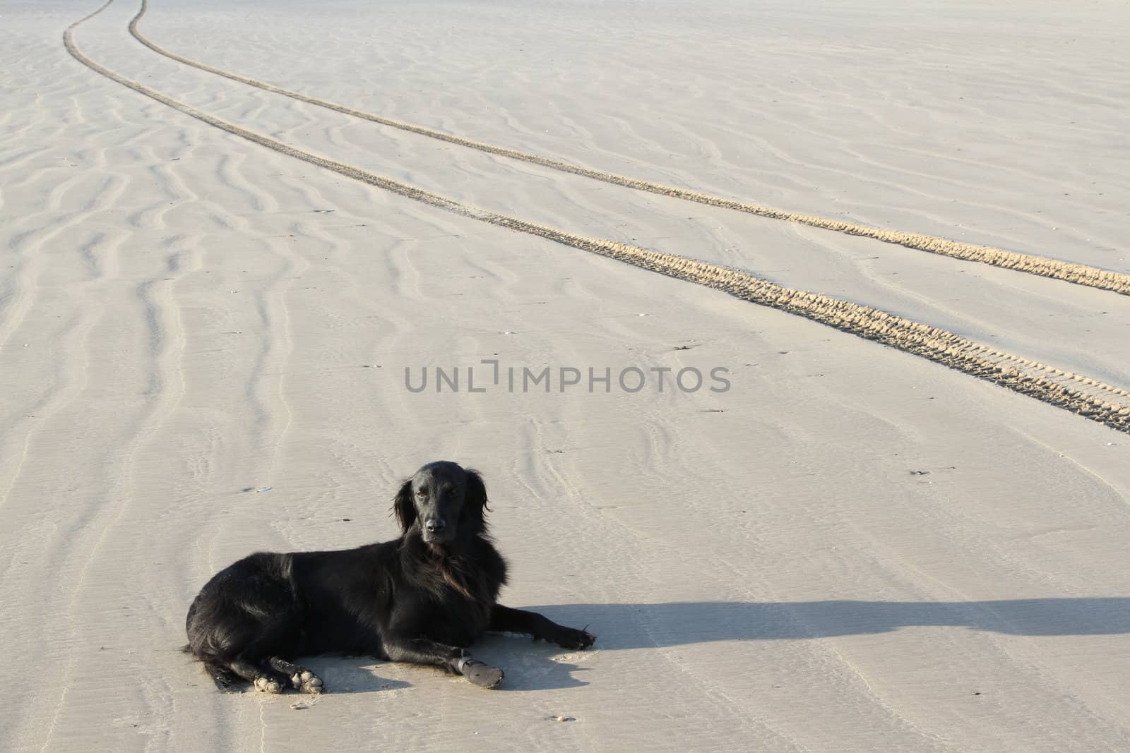 Dog, flatcoat retriever, lays on sand with textures and tire tracks.