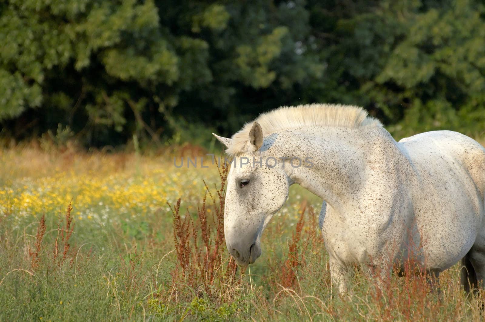 White stallion by t3mujin