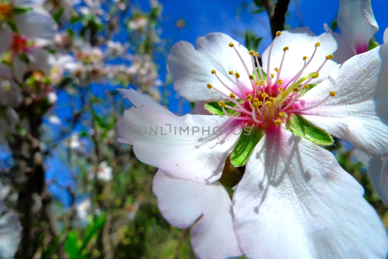 Wild flowers growing at Saharan oasis