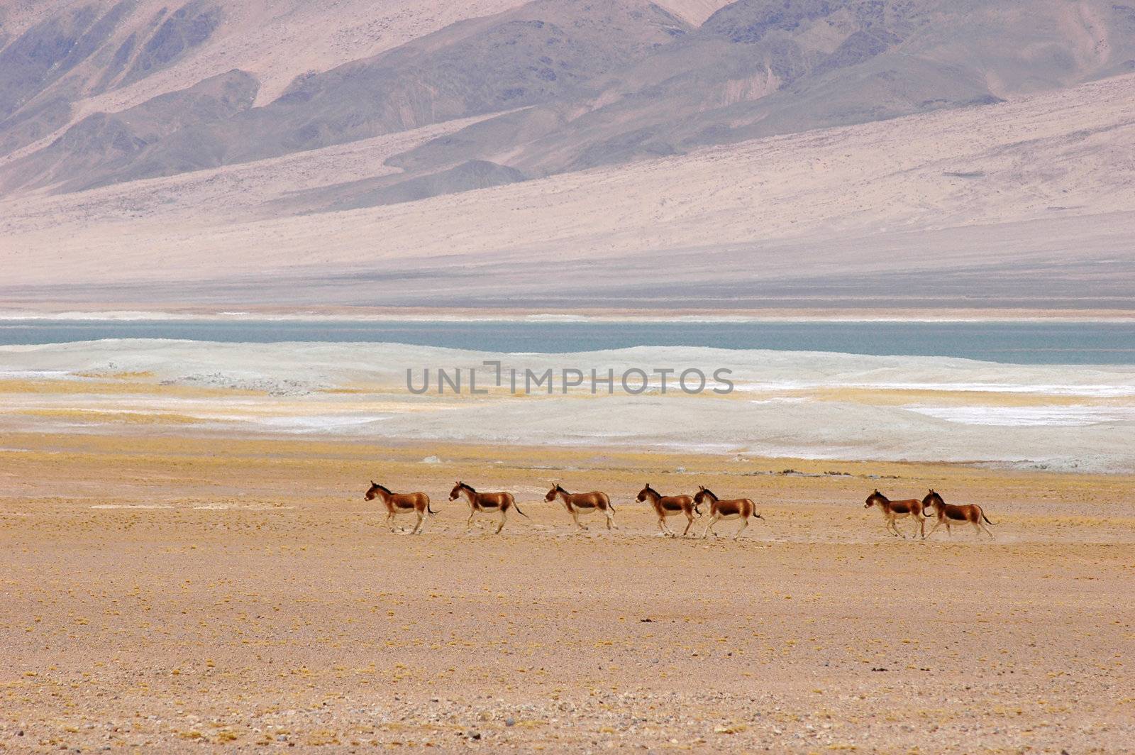 Wild donkeys running in the highlands of Tibet