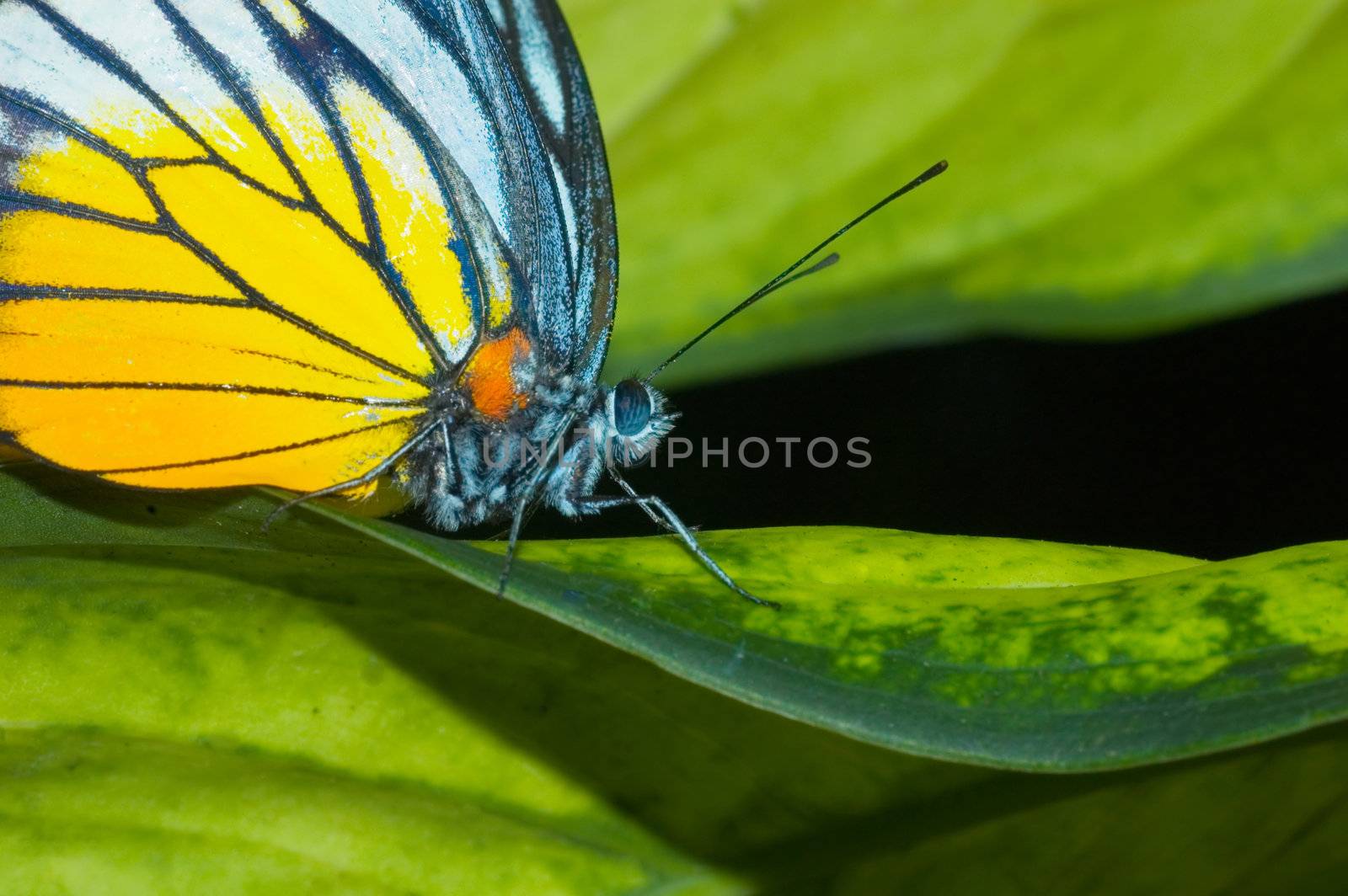 butterfly with natural background