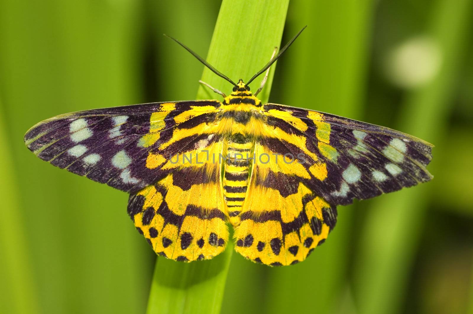 butterfly with natural background