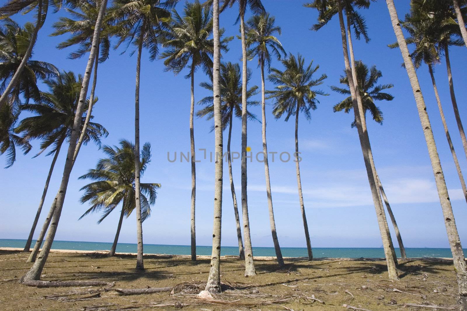 blue beach with coconut tree